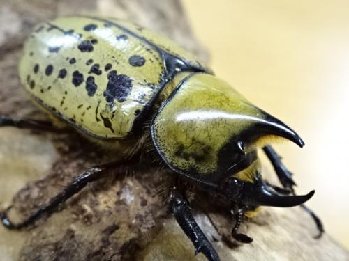 Eastern Hercules Beetle Larvae (L3)-A Set of 3 Larvae